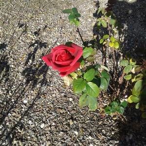 Meet your Posher, Edlih